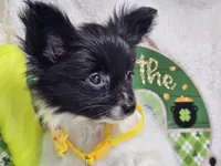 Valentina (T-Cup), a female Papillon for sale in New York City, NY – 1 of 6