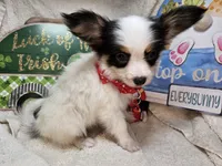 Sumo (Tri color) small, a male Papillon for sale in New York City, NY – Photo 3 of 3
