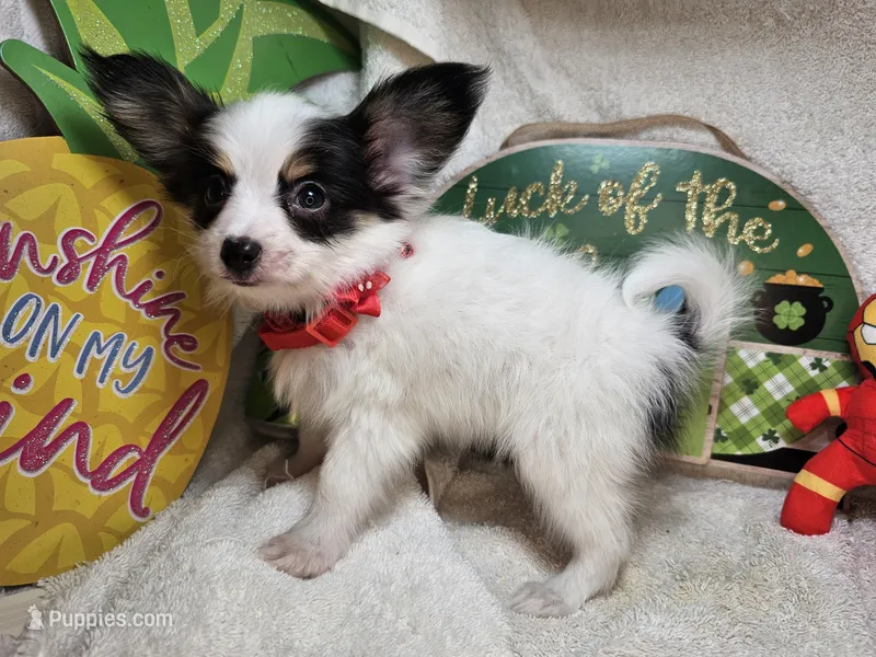 Sumo (Tri color) small – Papillon puppy for sale in New York City, NY