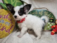 Sumo (Tri color) small, a male Papillon for sale in New York City, NY – Photo 1 of 3
