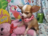 Samantha (LH) T-Cup, a female Chihuahua for sale in New York City, NY – 4 of 7