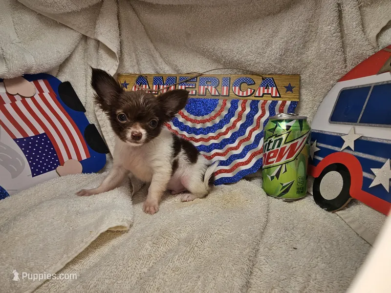 Poncho  (LH t-cup), a male Chihuahua for sale in New York City, NY – 1 of 6
