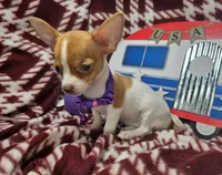 Odessa (hold)(small 4 ⅓ lb), a female Chihuahua for sale in New York City, NY – 10 of 10
