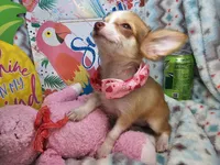 Samantha (LH) T-Cup, a female Chihuahua for sale in New York City, NY – 7 of 7
