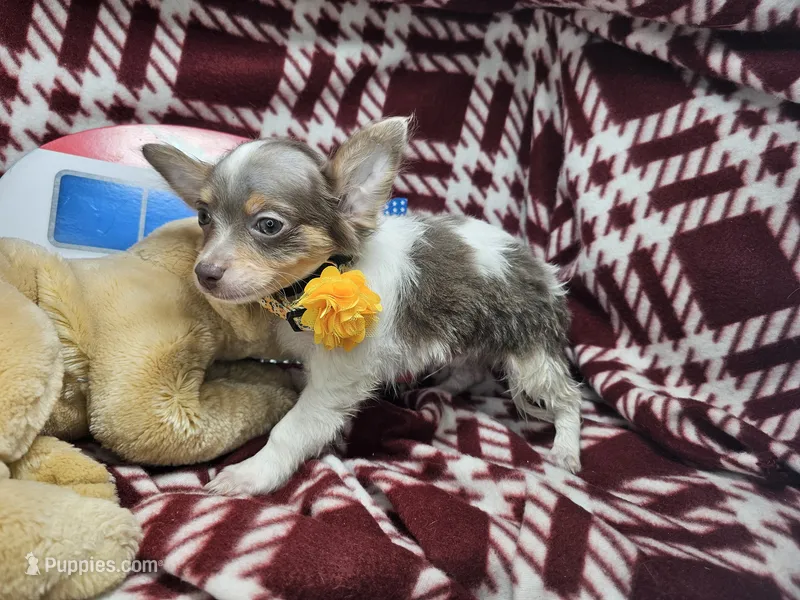 Alibaba (LH Tri-color) – Chihuahua puppy for sale in New York City, NY