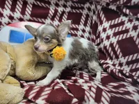 Alibaba (LH Tri-color), a male Chihuahua for sale in New York City, NY – 2 of 7