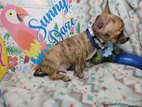 Emanuel (Brindle), a male Chihuahua for sale in New York City, NY – 3 of 6