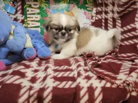 Dynamo (party), a male Pekingese for sale in New York City, NY – 4 of 5