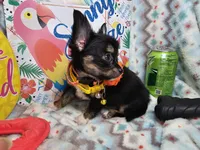 Elroy (LH) T-cup, a male Chihuahua for sale in New York City, NY – 2 of 7
