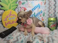 Fawn  LH (Toy 4.5 lbs), a female Chihuahua for sale in New York City, NY – 8 of 8