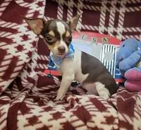 Kingston (T-cup) [Bob-Tail], a male Chihuahua for sale in New York City, NY – 4 of 9