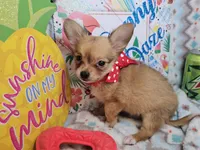 Expresso (LH), a male Chihuahua for sale in New York City, NY – 6 of 6