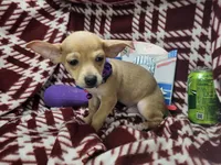 Angelo (traditional tan), a male Chihuahua for sale in New York City, NY – 10 of 10
