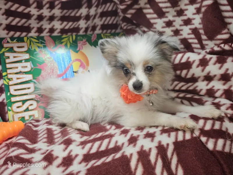 Izzy (Merle F) – Pomeranian puppy for sale in New York City, NY
