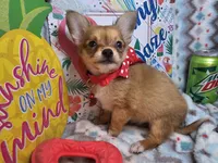 Expresso (LH), a male Chihuahua for sale in New York City, NY – 4 of 6