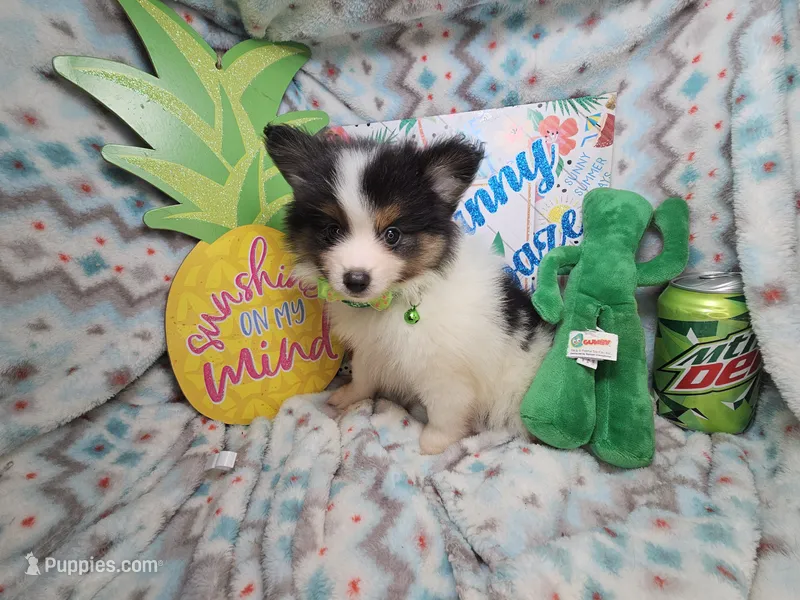 Booker (Tri-Color) – Pomeranian puppy for sale in New York City, NY