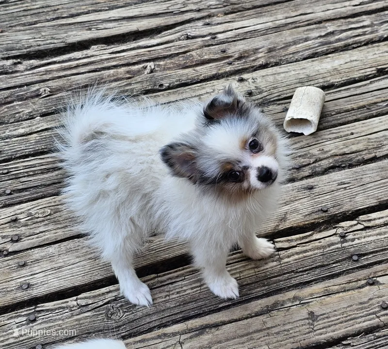 Izzy (Merle F) – Pomeranian puppy for sale in New York City, NY