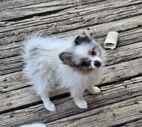 Izzy (Merle F), a female Pomeranian for sale in New York City, NY – 5 of 5