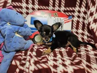 Garrett (LH B&T), a male Chihuahua for sale in New York City, NY – 5 of 5