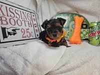 Sophie [chocolate & red], a female Yorkshire Terrier for sale in New York City, NY – 3 of 4