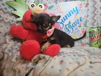 Faye (LH) T-cup [4 lbs], a female Chihuahua for sale in New York City, NY – 4 of 5