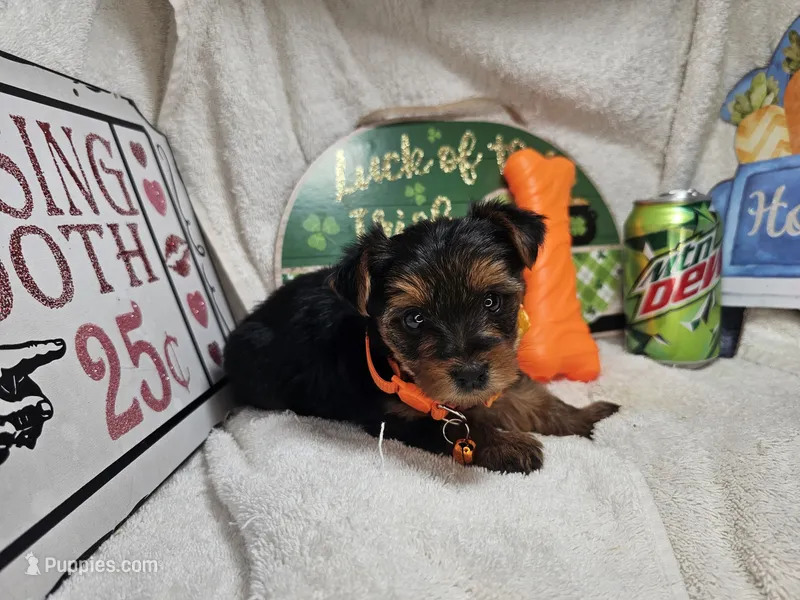 Sophie [chocolate & red] – Yorkshire Terrier puppy for sale in New York City, NY