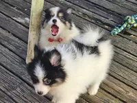 Banjo (Tri-color), a male Pomeranian for sale in New York City, NY – 2 of 6