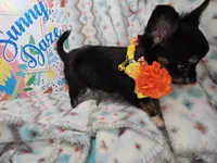 Elroy (LH) T-cup, a male Chihuahua for sale in New York City, NY – 6 of 7