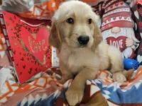 Glenn , a male Golden Retriever for sale in New York City, NY – Photo 2 of 3