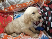 Glenn , a male Golden Retriever for sale in New York City, NY – Photo 1 of 3