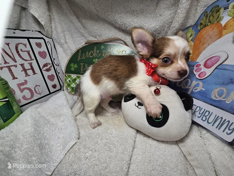Neutron (long-hair), a male Chihuahua for sale in New York City, NY – Photo 1 of 5