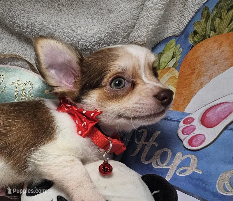 Neutron (long-hair) – Chihuahua puppy for sale in New York City, NY