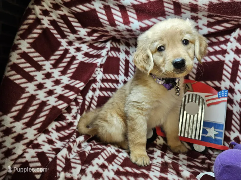 Betty Blueberry  – Golden Retriever puppy for sale in New York City, NY