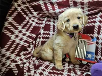 Betty Blueberry , a female Golden Retriever for sale in New York City, NY – 1 of 6