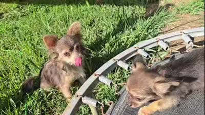 Gopher (LH) (small), a male Chihuahua for sale in New York City, NY – 7 of 7