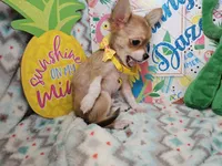 Sully (LH), a male Chihuahua for sale in New York City, NY – 4 of 7