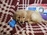 Betty Blueberry , a female Golden Retriever for sale in New York City, NY – 5 of 6