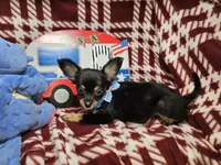 Garrett (LH B&T), a male Chihuahua for sale in New York City, NY – 4 of 5