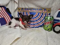 Poncho  (LH t-cup), a male Chihuahua for sale in New York City, NY – 2 of 6