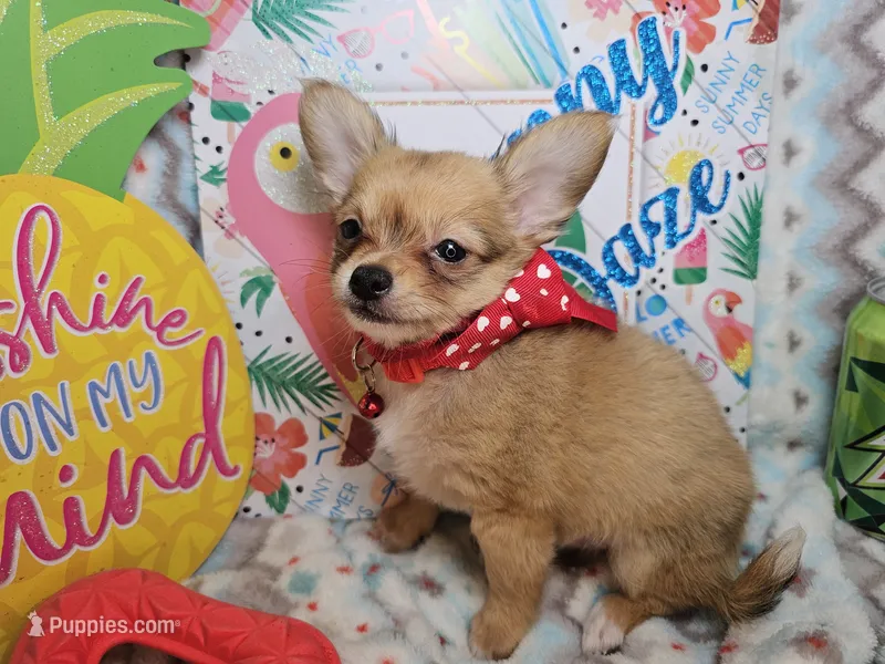Expresso (LH) – Chihuahua puppy for sale in New York City, NY