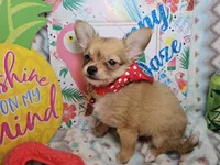 Expresso (LH), a male Chihuahua for sale in New York City, NY – 1 of 6