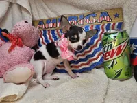 Pixy (T-Cup tri-color), a female Chihuahua for sale in New York City, NY – 1 of 5