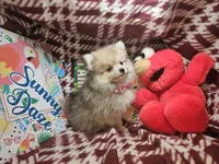 Tawny (Small 4½ lbs), a female Pomeranian for sale in New York City, NY – 5 of 6
