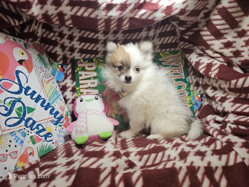 Tori (F small 5 lbs ) – Pomeranian puppy for sale in New York City, NY