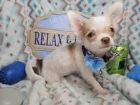 Caruso (LH) (5 lbs), a male Chihuahua for sale in New York City, NY – 4 of 5