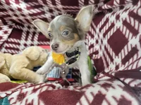 Alibaba (LH Tri-color), a male Chihuahua for sale in New York City, NY – 4 of 7