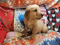 Garfield (red coat), a male Golden Retriever for sale in New York City, NY – Photo 2 of 4