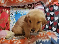 Garfield (red coat), a male Golden Retriever for sale in New York City, NY – Photo 3 of 4
