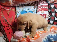 Garfield (red coat), a male Golden Retriever for sale in New York City, NY – Photo 4 of 4