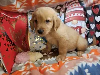 Garfield (red coat), a male Golden Retriever for sale in New York City, NY – Photo 1 of 4